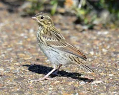 Baird's Sparrow thumbnail 4
