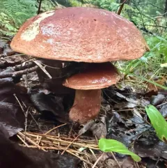 almost bluing king bolete thumbnail 4
