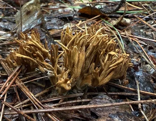 Phaeoclavulina eumorpha