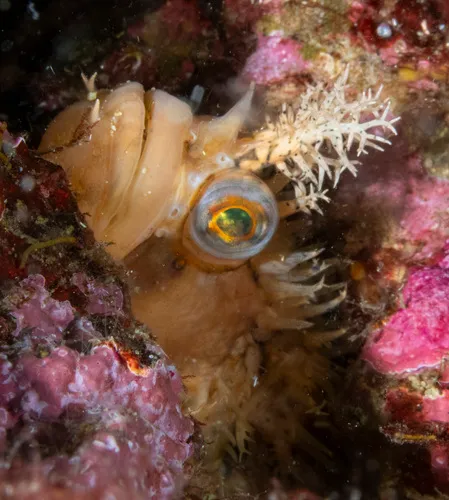 Decorated Warbonnet