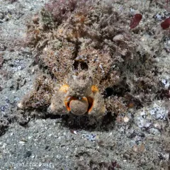 Rhinoceros Crab thumbnail 2