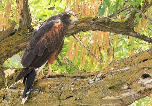 Harris's Hawk