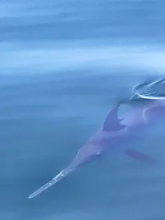Broadbill Swordfish thumbnail 1