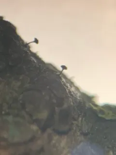 alder needle lichen thumbnail 2