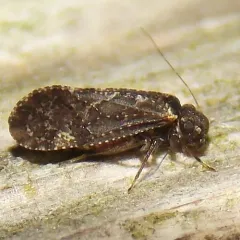Lichenomima lugens thumbnail 1