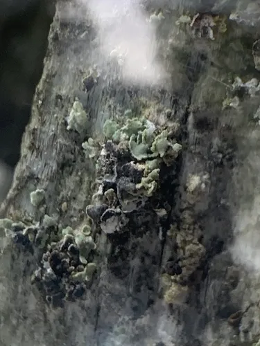 Clypeococcum hypocenomycis