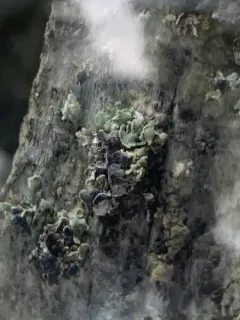 Clypeococcum hypocenomycis thumbnail 1
