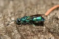 Chrysis nitidula thumbnail 2