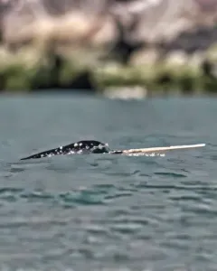 Narwhal thumbnail 2