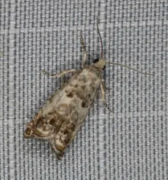 Epinotia rectiplicana thumbnail 2