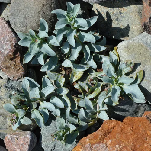 Oysterplant
