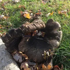 Dryad's Saddle thumbnail 4