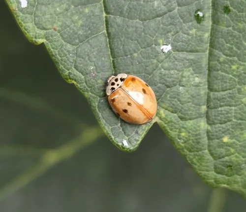 10-spot Ladybird