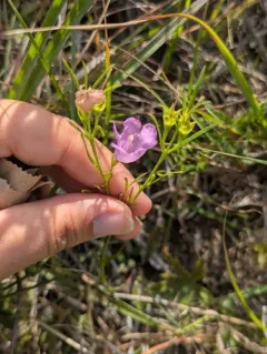 rough purple false foxglove thumbnail 4