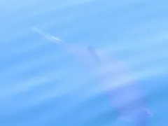 Broadbill Swordfish thumbnail 2