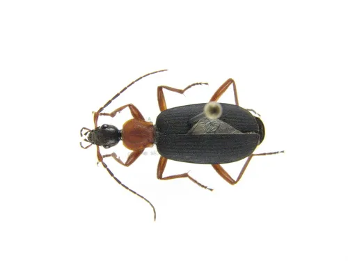 Galerita janus