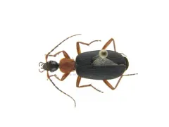 Galerita janus thumbnail 1