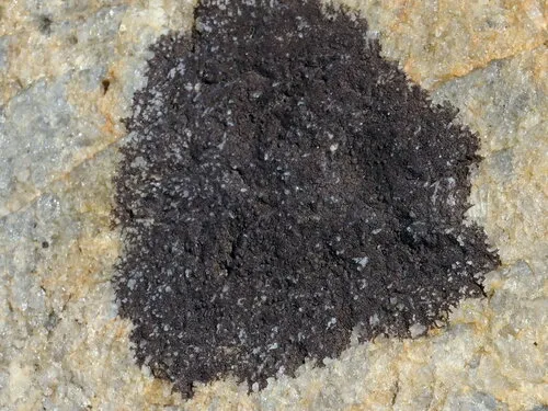 Hydropunctaria amphibia