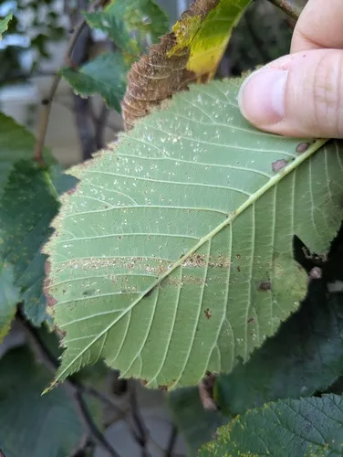 Phloeospora ulmi
