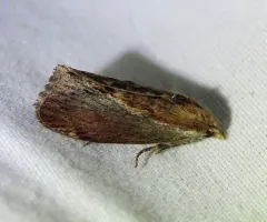 Greater Wax Moth thumbnail 3