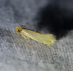 Webbing Clothes Moth thumbnail 2