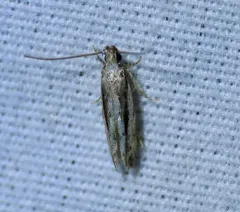 White-edged Coleotechnites Moth thumbnail 3