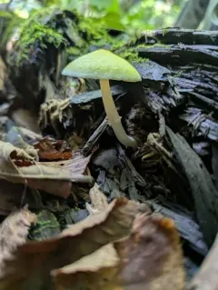 Pluteus mammillatus thumbnail 2
