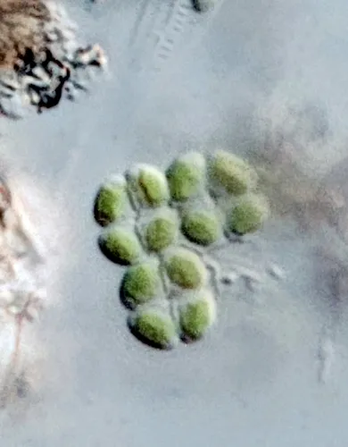Tetrastrum glabrum