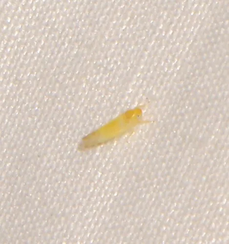 White Apple Leafhopper