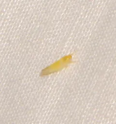 White Apple Leafhopper thumbnail 1