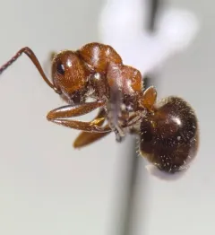 Bent-haired Mound Ant thumbnail 3