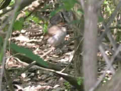 Swainson's Warbler thumbnail 3