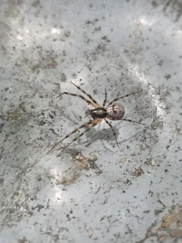 Tapinopa bilineata