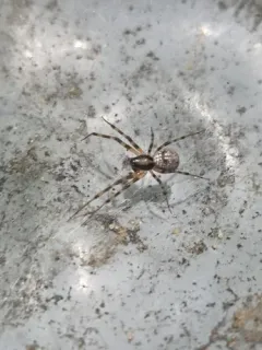 Tapinopa bilineata thumbnail 1