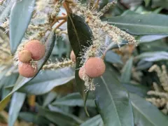 Chinquapin Flower Gall Wasp thumbnail 3
