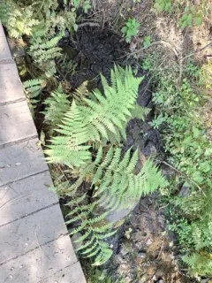 Western Lady Fern thumbnail 2