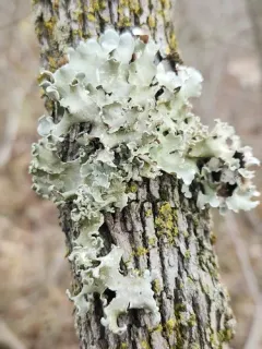 Pretty Ruffle thumbnail 2