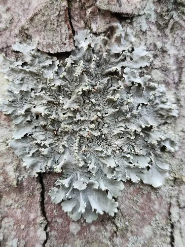 Parmotrema gardneri