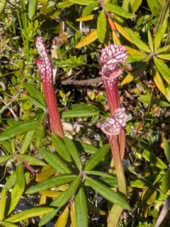 white pitcher plant thumbnail 2