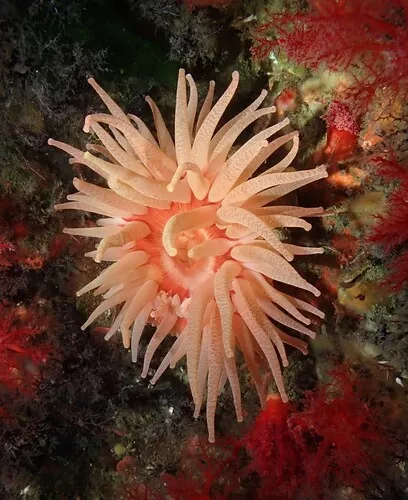 Cribrinopsis rubens