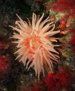 Cribrinopsis rubens thumbnail 1