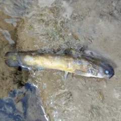 Margined Madtom thumbnail 1