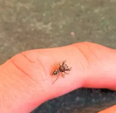 Habronattus coecatus thumbnail 1