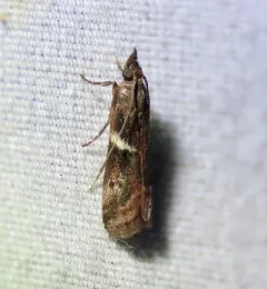 Crescent-winged Caudellia Moth thumbnail 3