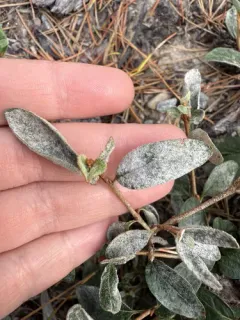 Podosphaera shepherdiae thumbnail 2