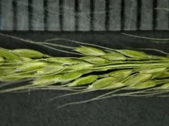 Dense Silky-bent thumbnail 4