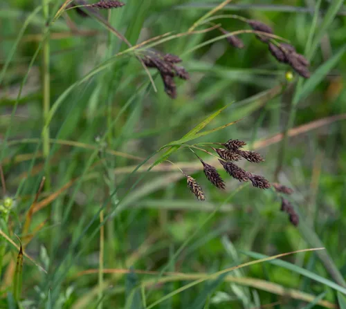 scabrous black sedge