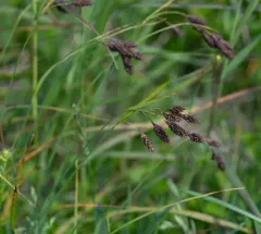 scabrous black sedge thumbnail 1