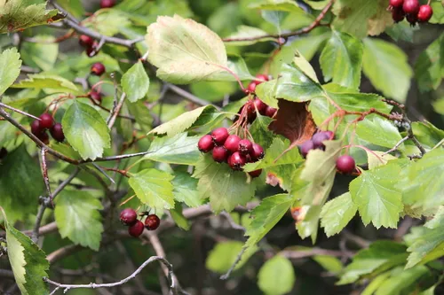Cypress Hills hawthorn