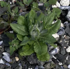 Seabeach Groundsel thumbnail 4